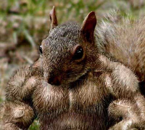 Muscular-Squirrel